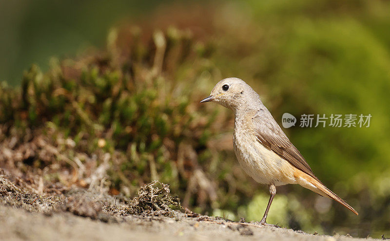 红唇鸲(Phoenicurus Phoenicurus)雌性